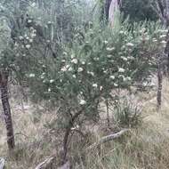 Cassinia aculeata (Labill.) R. Br. resmi