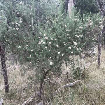 Plancia ëd Cassinia aculeata (Labill.) R. Br.