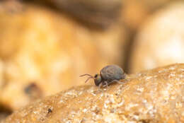 Image of Garden Springtail