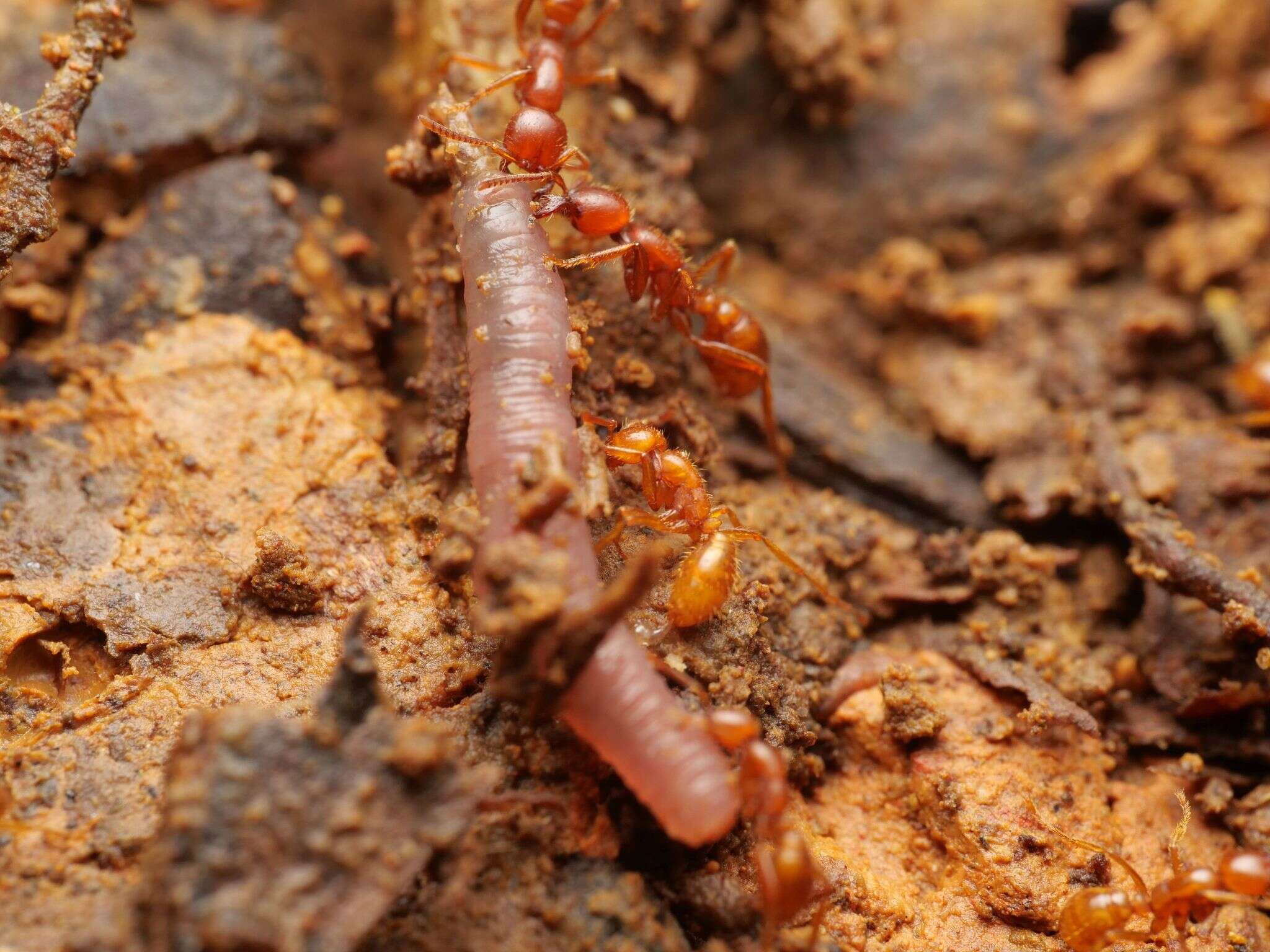 Image de Cheliomyrmex andicola Emery 1894