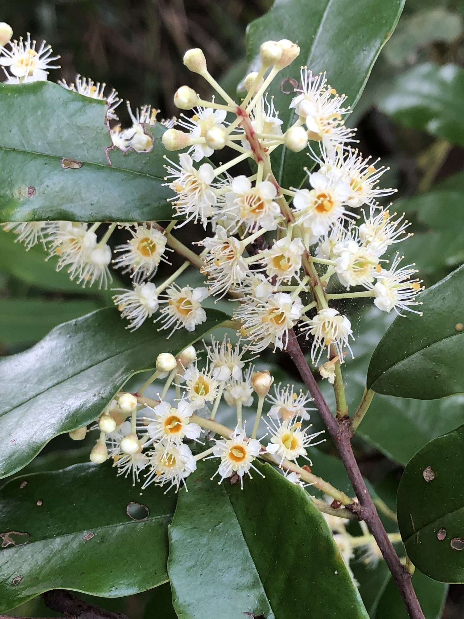 Imagem de Prunus spinulosa Sieb. & Zucc.