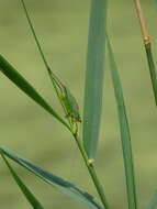 Image of Black-legged Meadow Katydid