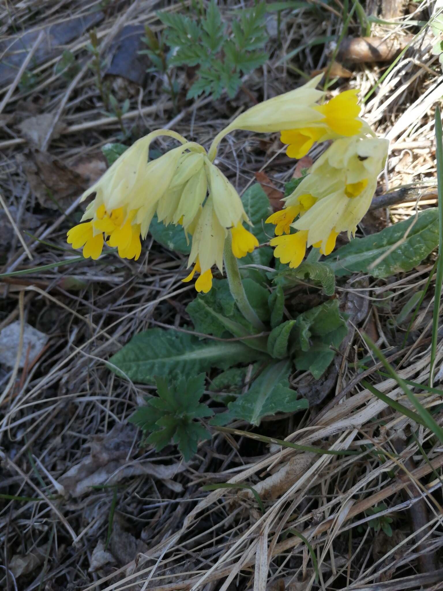 Image of Primula veris subsp. macrocalyx (Bunge) Lüdi