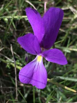 Imagem de Viola corsica subsp. ilvensis (W. Becker) Merxm.