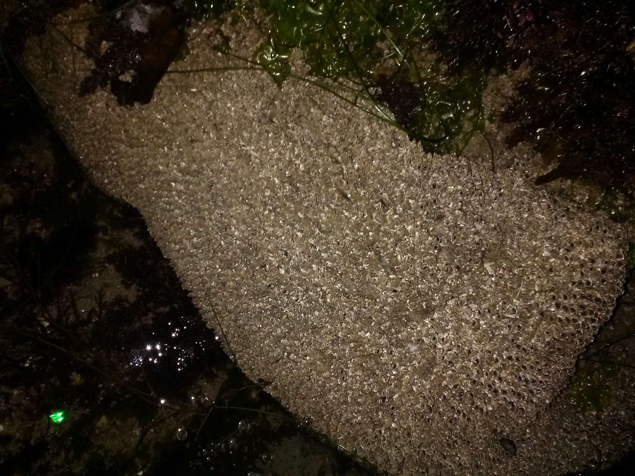 Image of Sandcastle worm