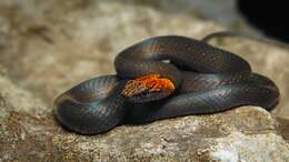 Image of Rustyhead Snake