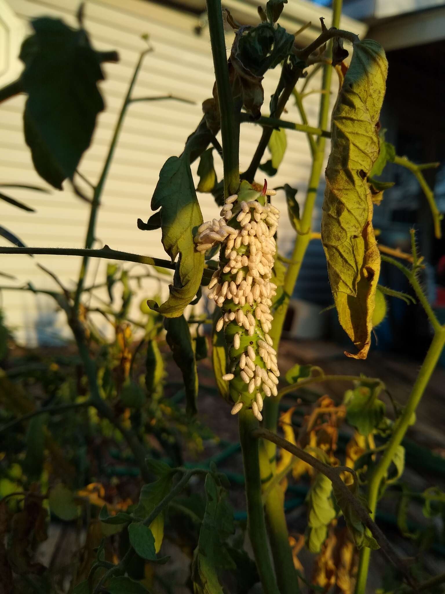 Image of Cotesia congregata bracovirus