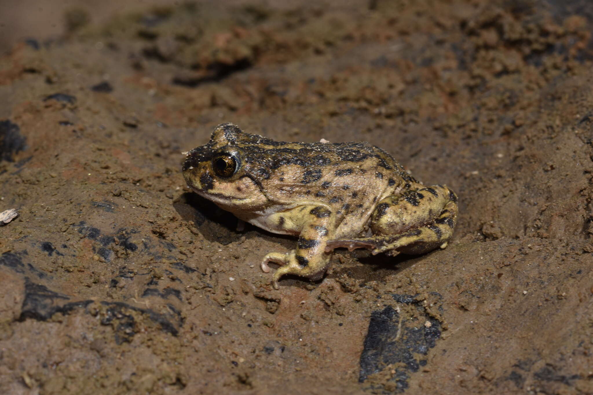 Image of Challhuaco frog