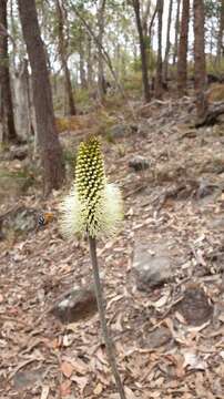 Image of Xanthorrhoea macronema F. Muell. ex Benth.