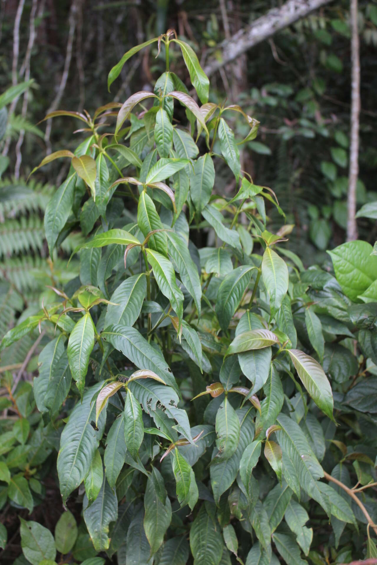 Palicourea angustifolia Kunth resmi