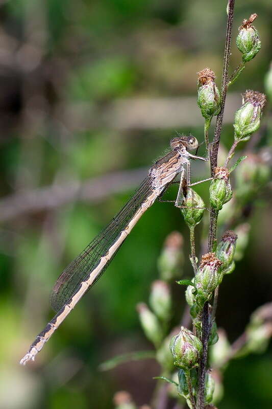 Image of Siberian Winter Damsel