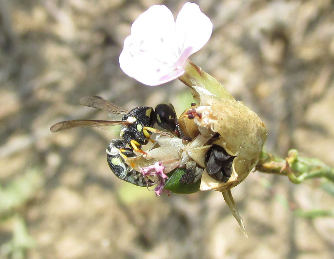 Sivun Eustenancistrocerus kuva