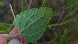 Imagem de Stachys natalensis Hochst.