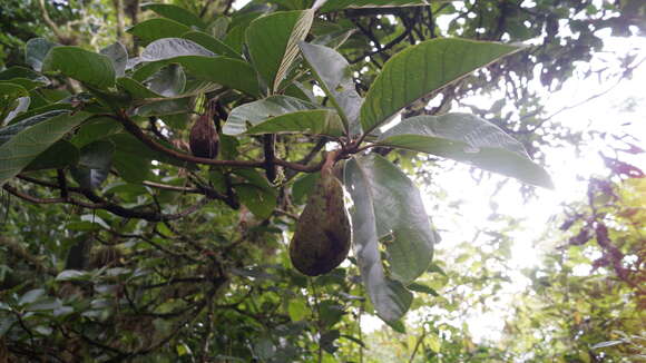 Image of avocado