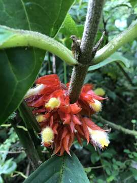 Image of Glossoloma ichthyoderma (Hanst.) J. L. Clark