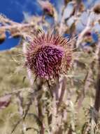 Image of Cirsium nivale (Kunth) Sch. Bip.