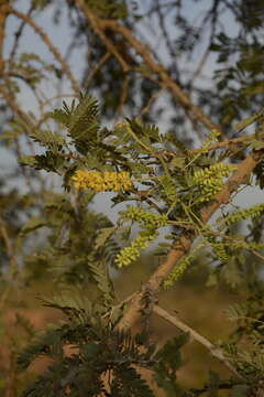 Image de Prosopis cineraria (L.) Druce