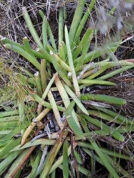 Plancia ëd Carpobrotus muirii (L. Bol.) L. Bol.