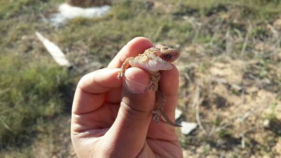 Image of Moorish Gecko