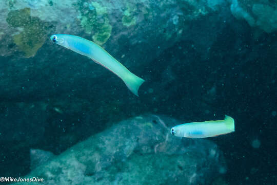 Image of Lyre-tail dart goby