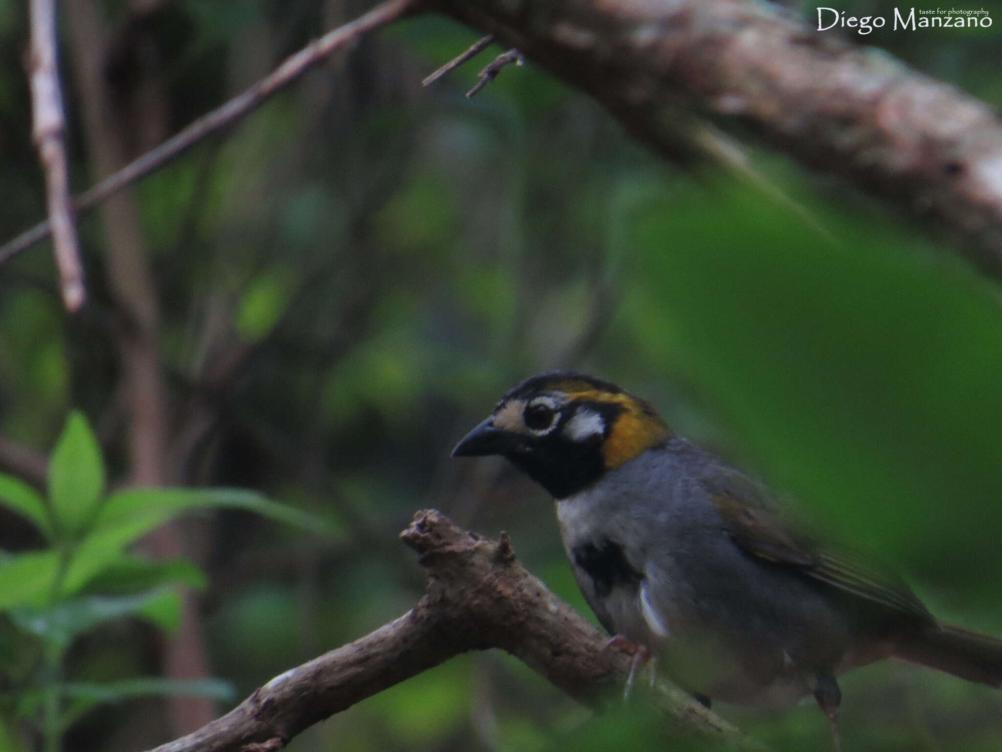 Image of White-eared Ground Sparrow