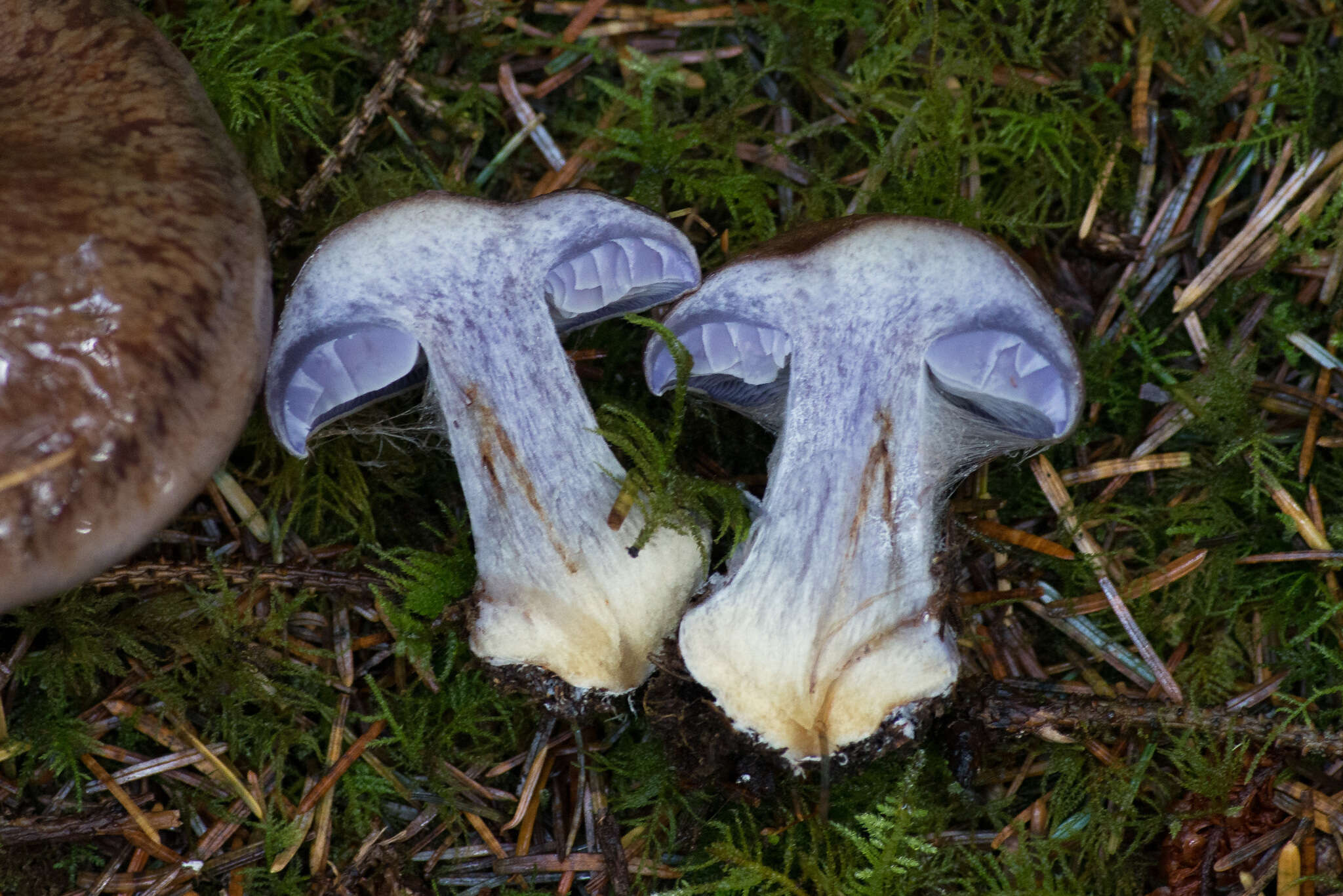 Слика од Cortinarius glaucopus (Schaeff.) Gray 1821