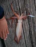 Image of Gould's flying squid