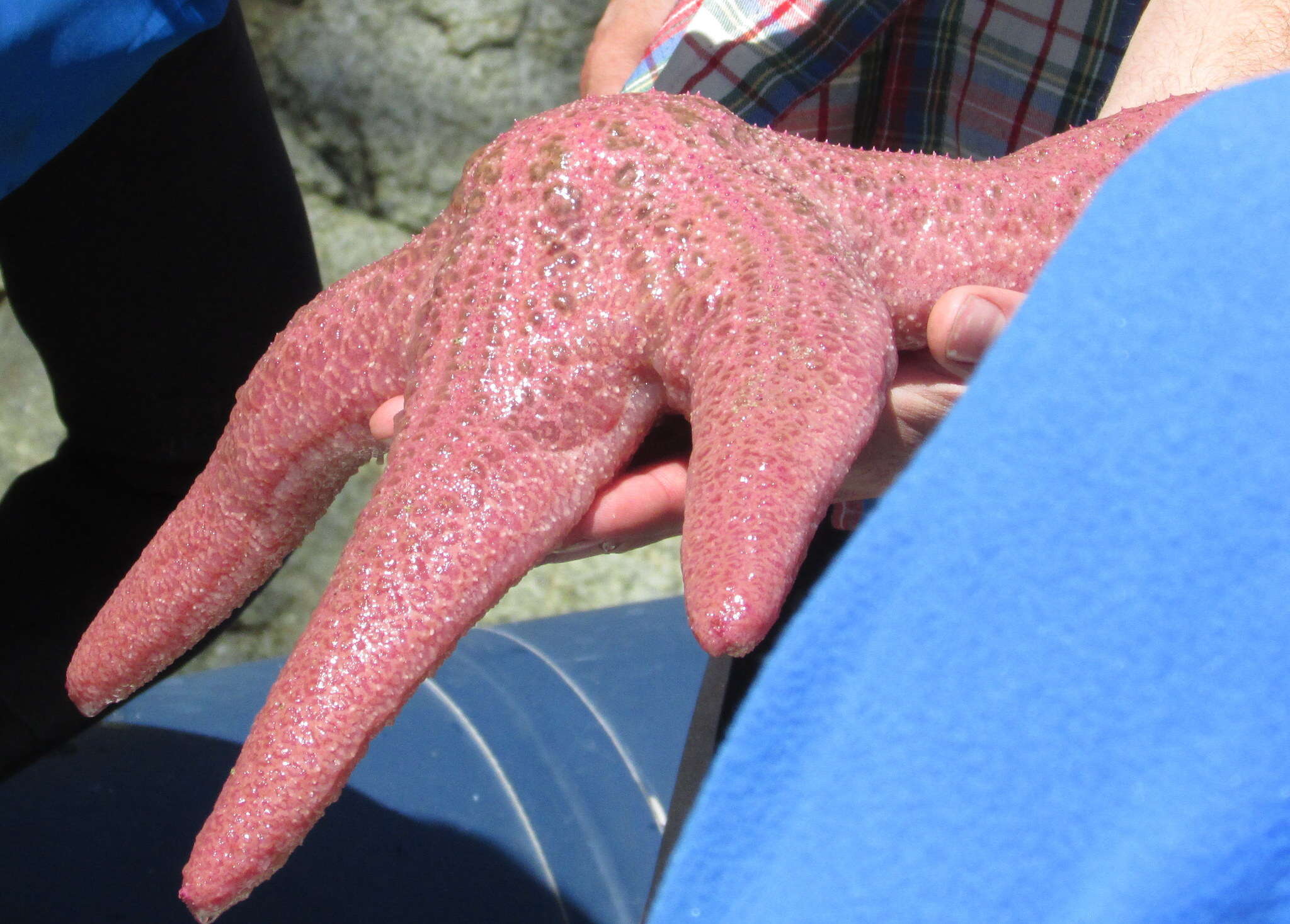 Image of Giant Pink Sea Star