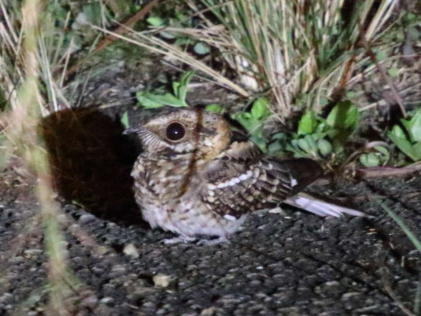 Image of White-tailed Nightjar