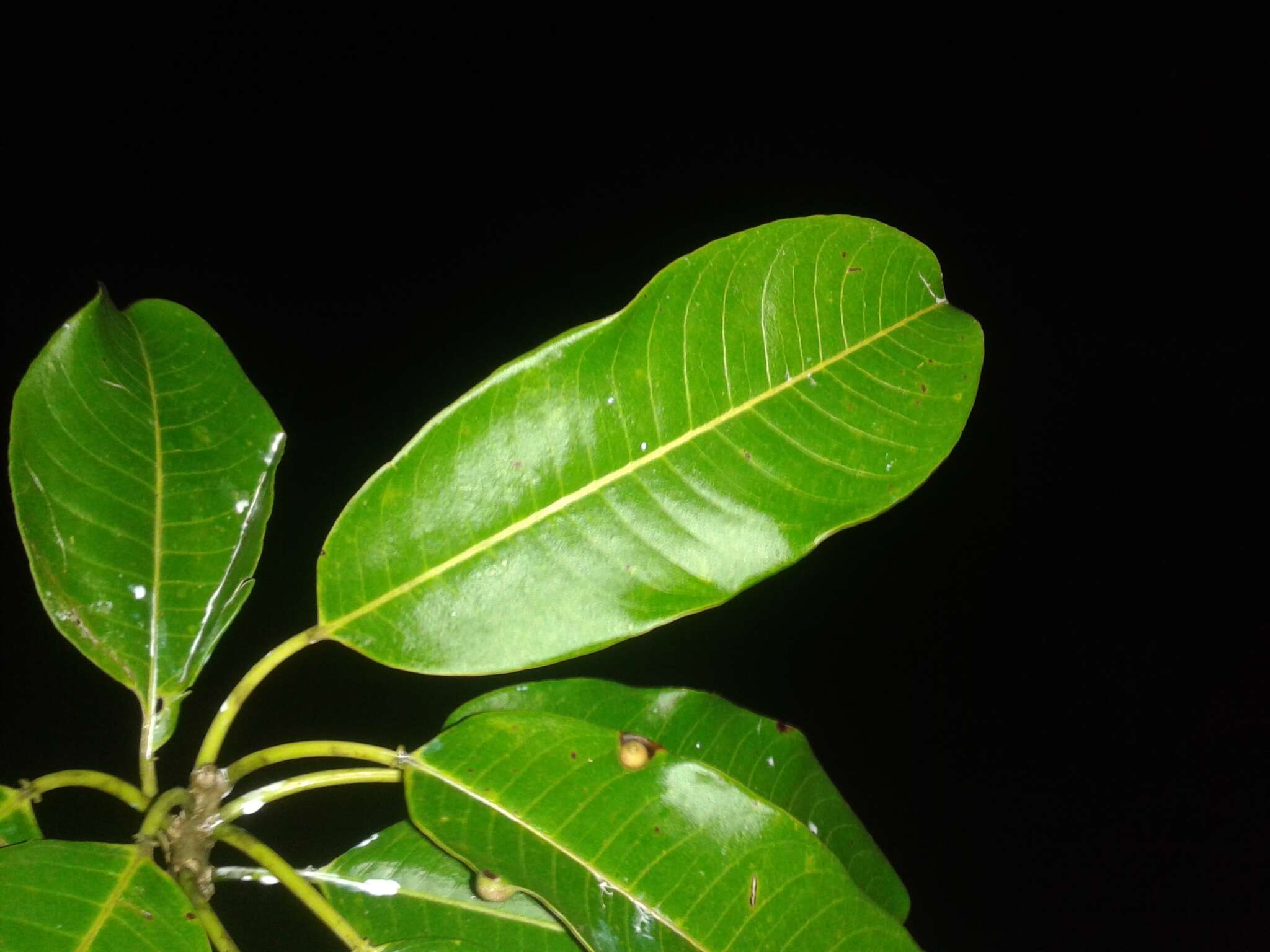 Image of Sapium allenii Huft