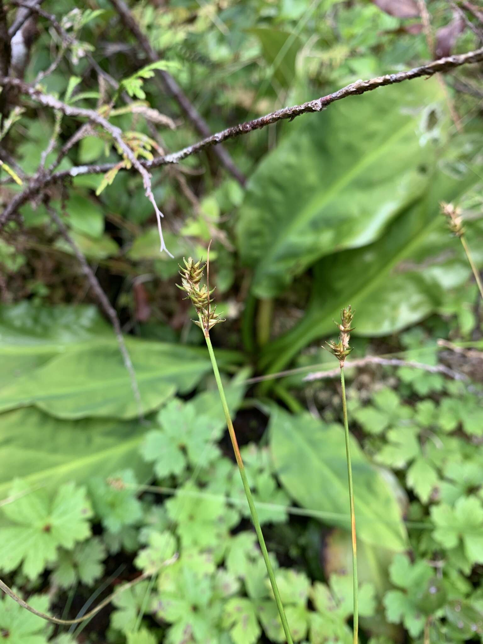 Слика од Carex echinata subsp. phyllomanica (W. Boott) Reznicek