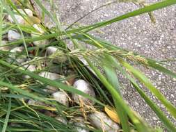 Image of Elymus tsukushiensis Honda