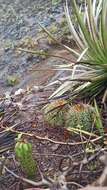 Image of Melocactus curvispinus subsp. dawsonii (Bravo) N. P. Taylor