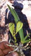 Image of Angraecum potamophilum Schltr.