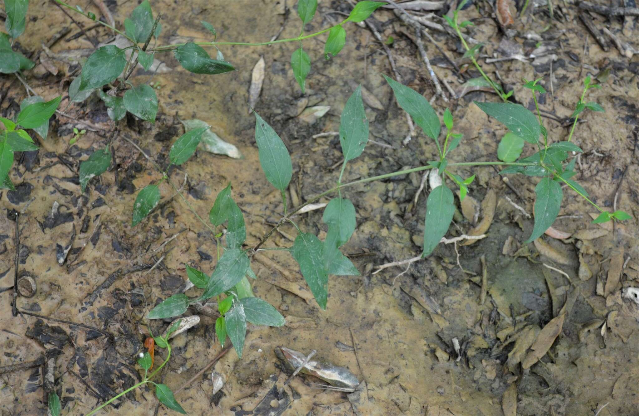 Image de Lysimachia radicans Hook.