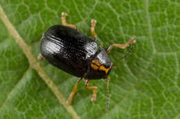 Sivun <i>Cryptocephalus decemmaculatus</i> kuva