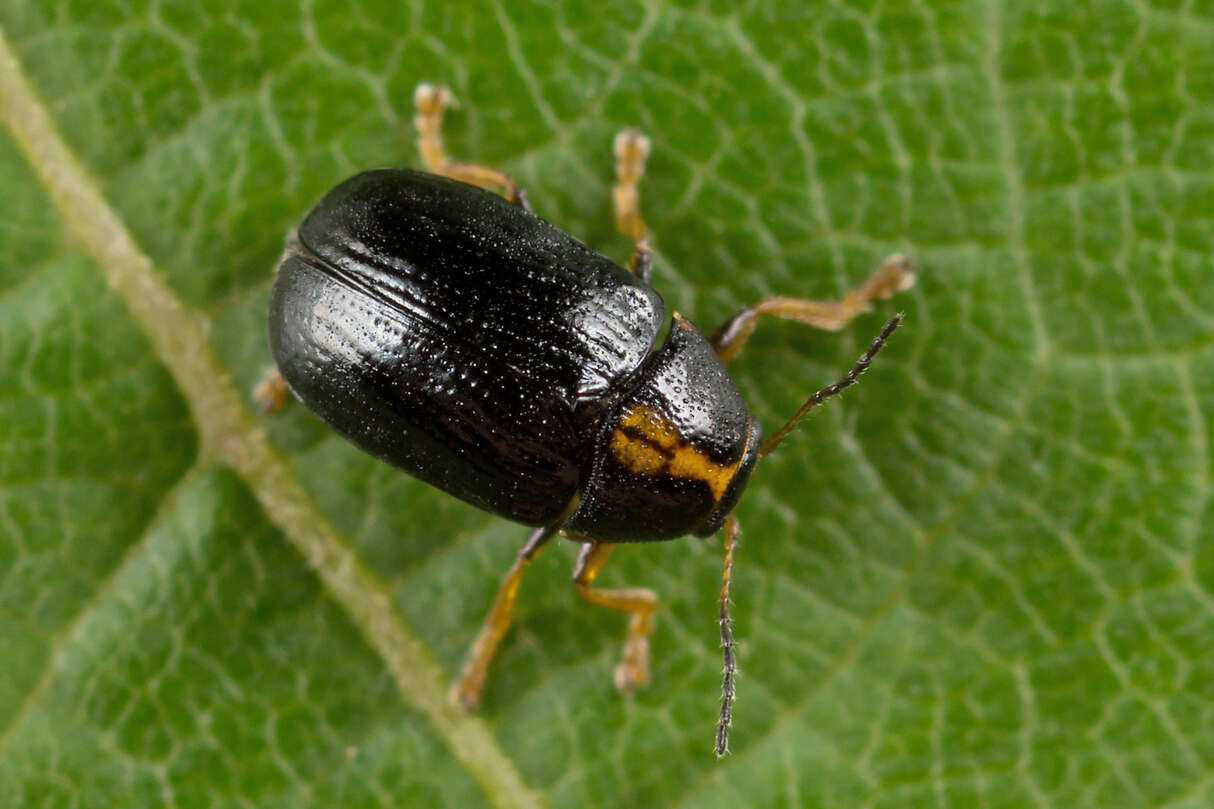 Sivun <i>Cryptocephalus decemmaculatus</i> kuva