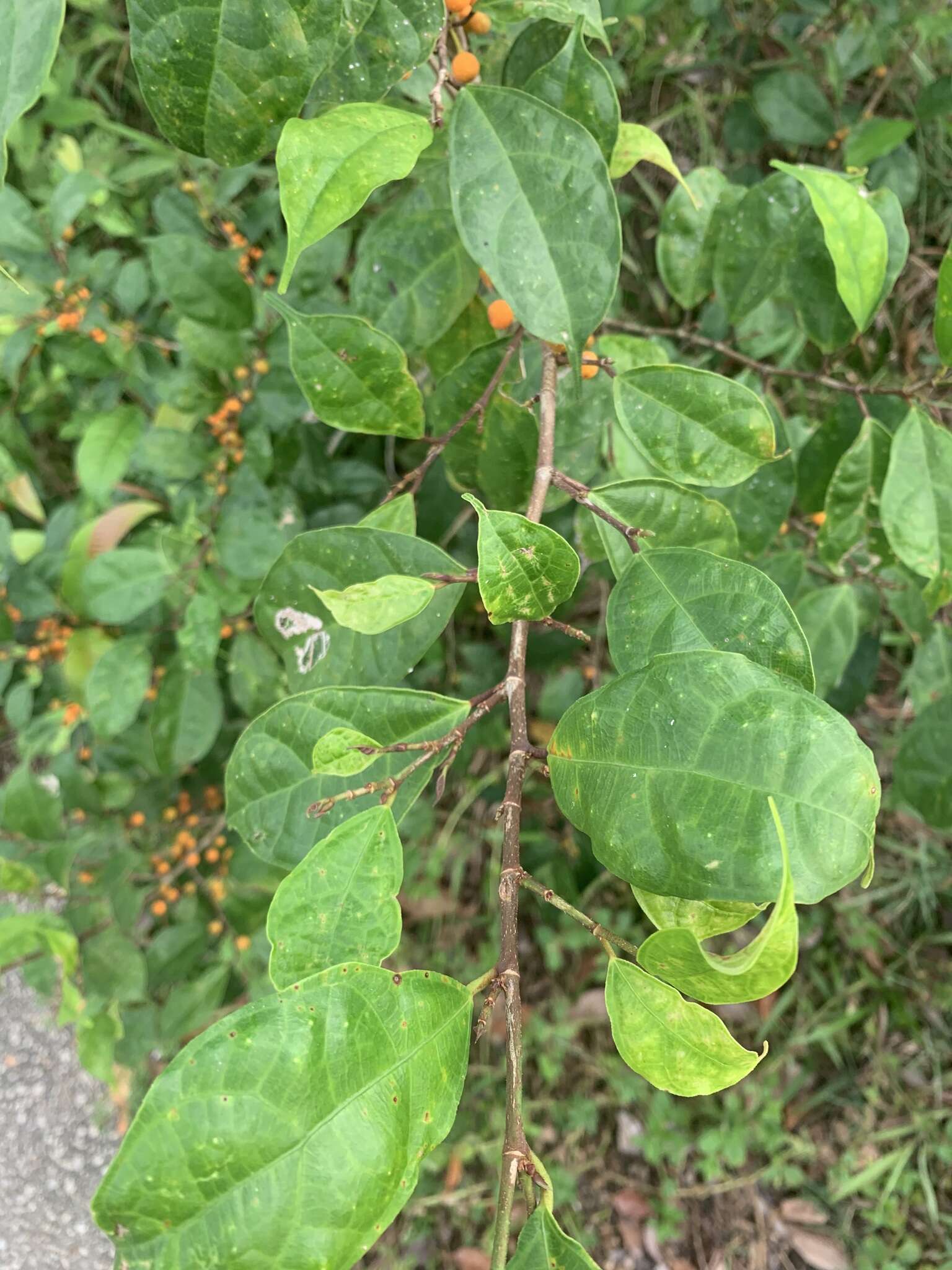 Image de Ficus heteropleura Bl.