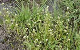 صورة Sabulina tenuifolia (L.) Rchb.