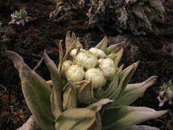 Image de Helichrysum mannii Hook. fil.