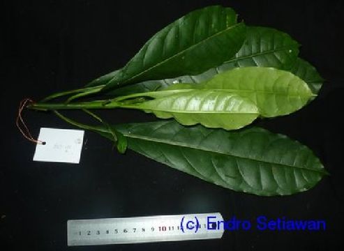 Image of Cerbera
