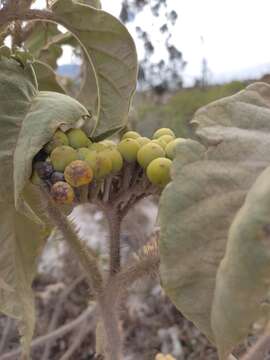 Image of Solanum crinitipes Dun.