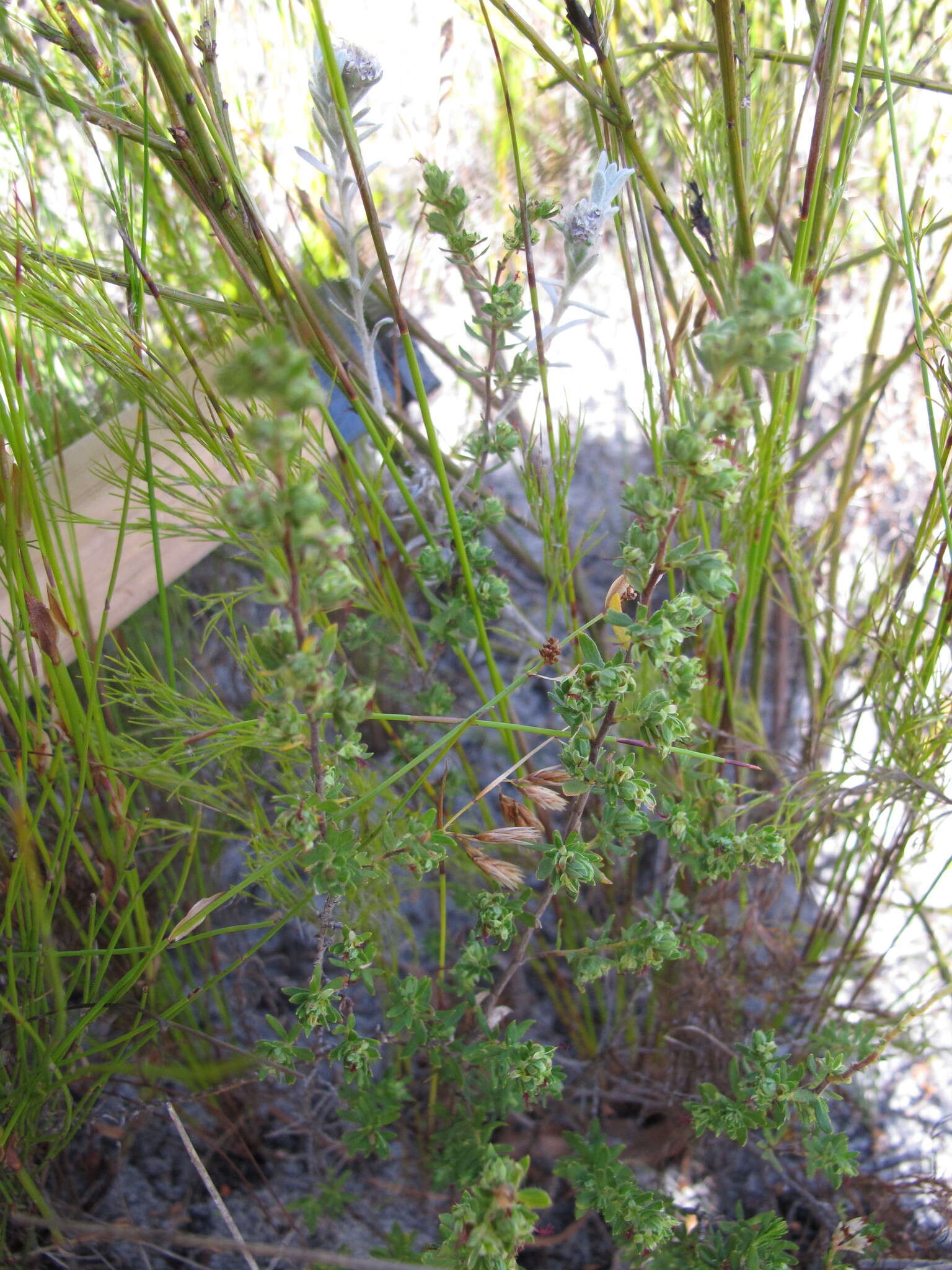 <i>Cliffortia <i>polygonifolia</i></i> var. polygonifolia resmi