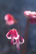 Image of Dicentra peregrina (Rudolph) Makino