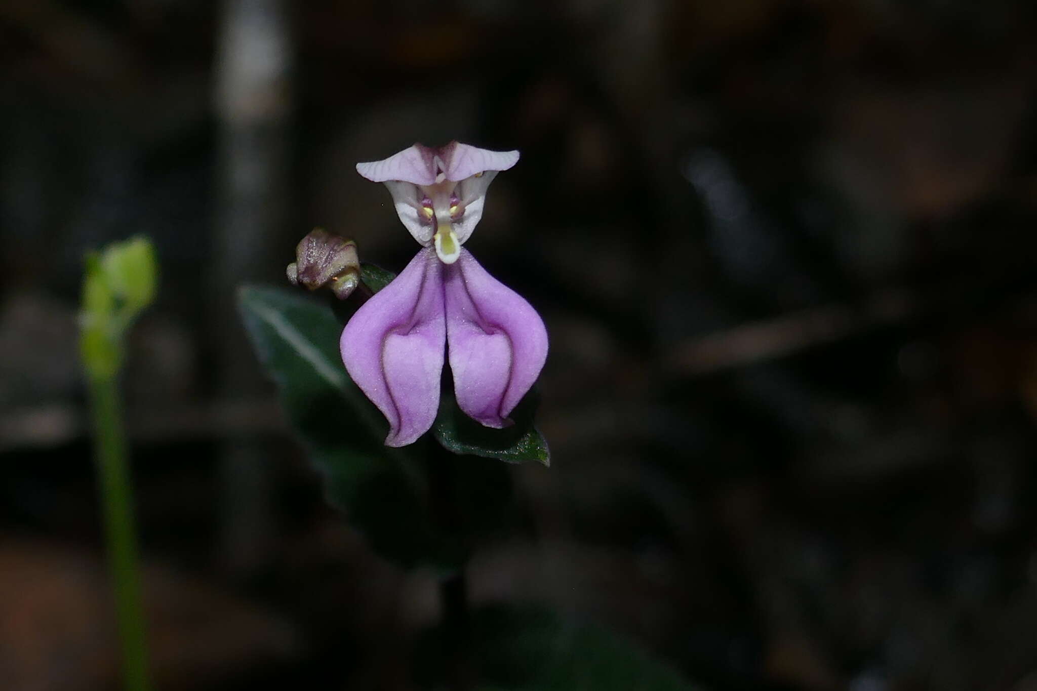 Image of Disperis cordata Sw.