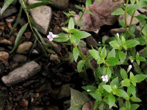 Image of yellowseed false pimpernel