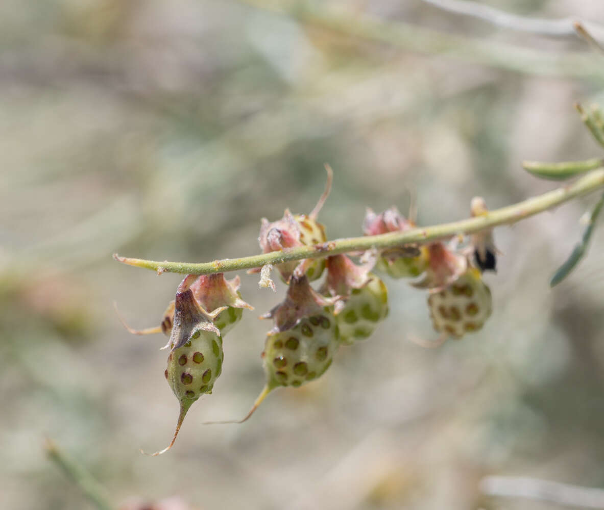 Image of California indigobush