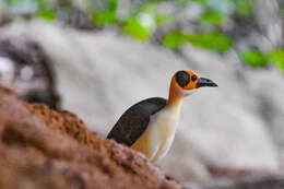 Image of rockfowl