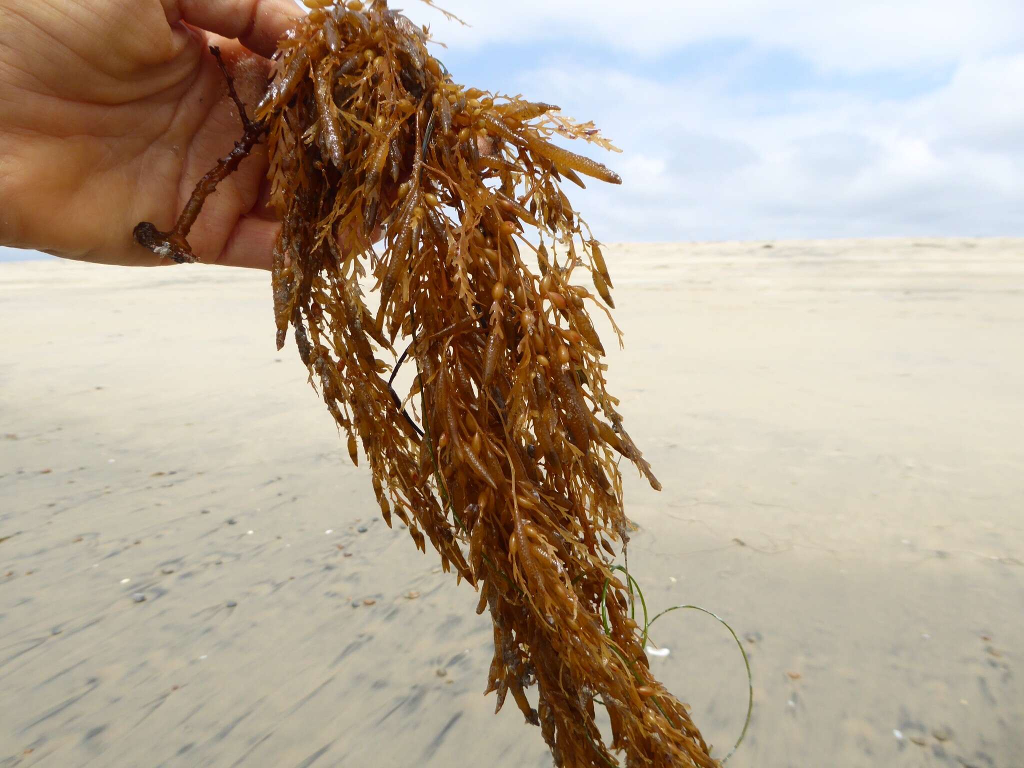 Sivun Sargassum horneri kuva