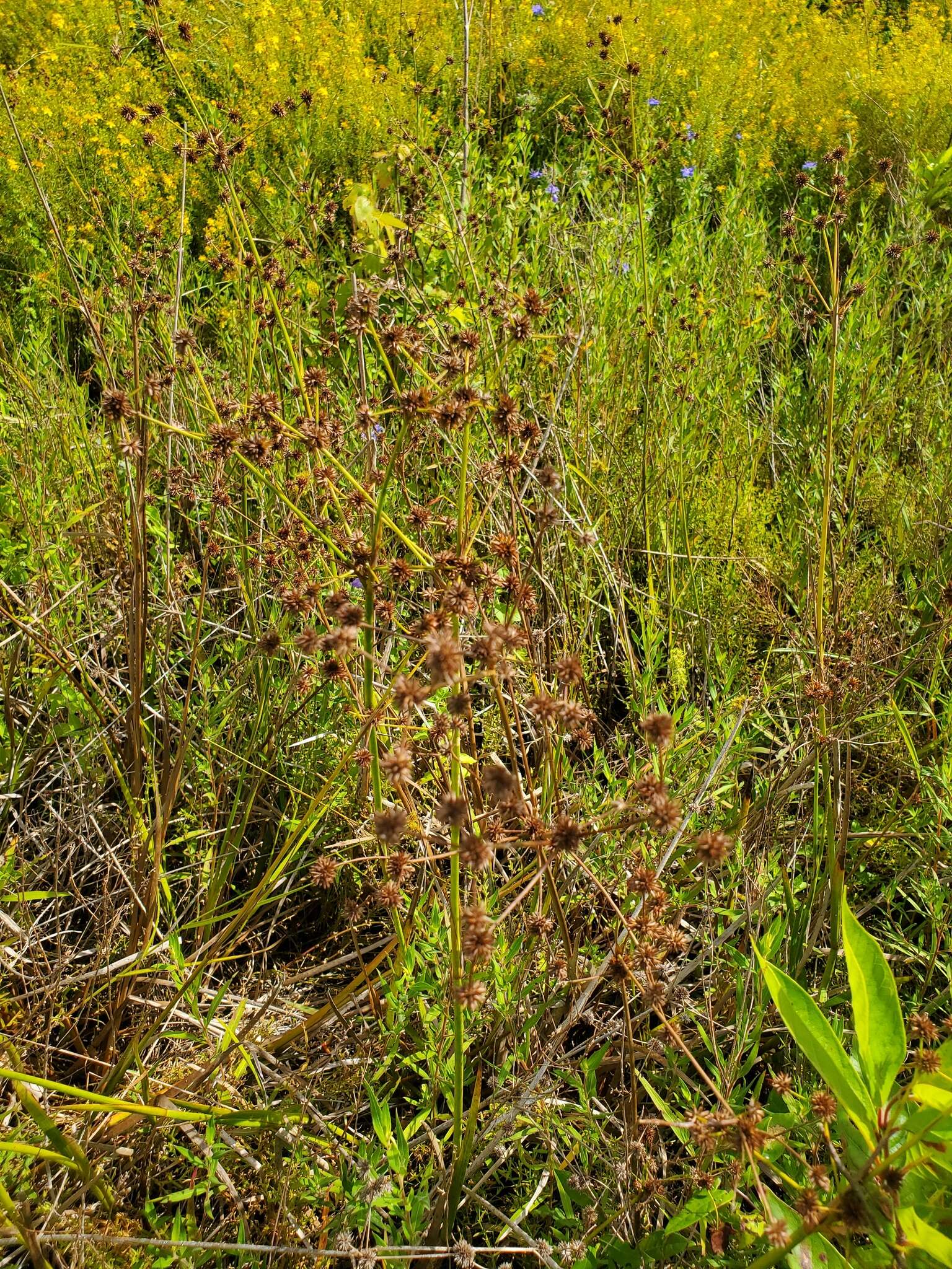 Image of Juncus polycephalus Michx.